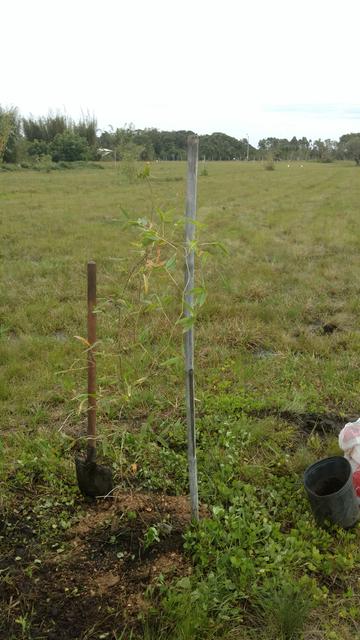 20171002 Fazenda plantio bambus no bambuseto silvicultura (8) Guadua paraguayana Sarapuí C1.jpg
