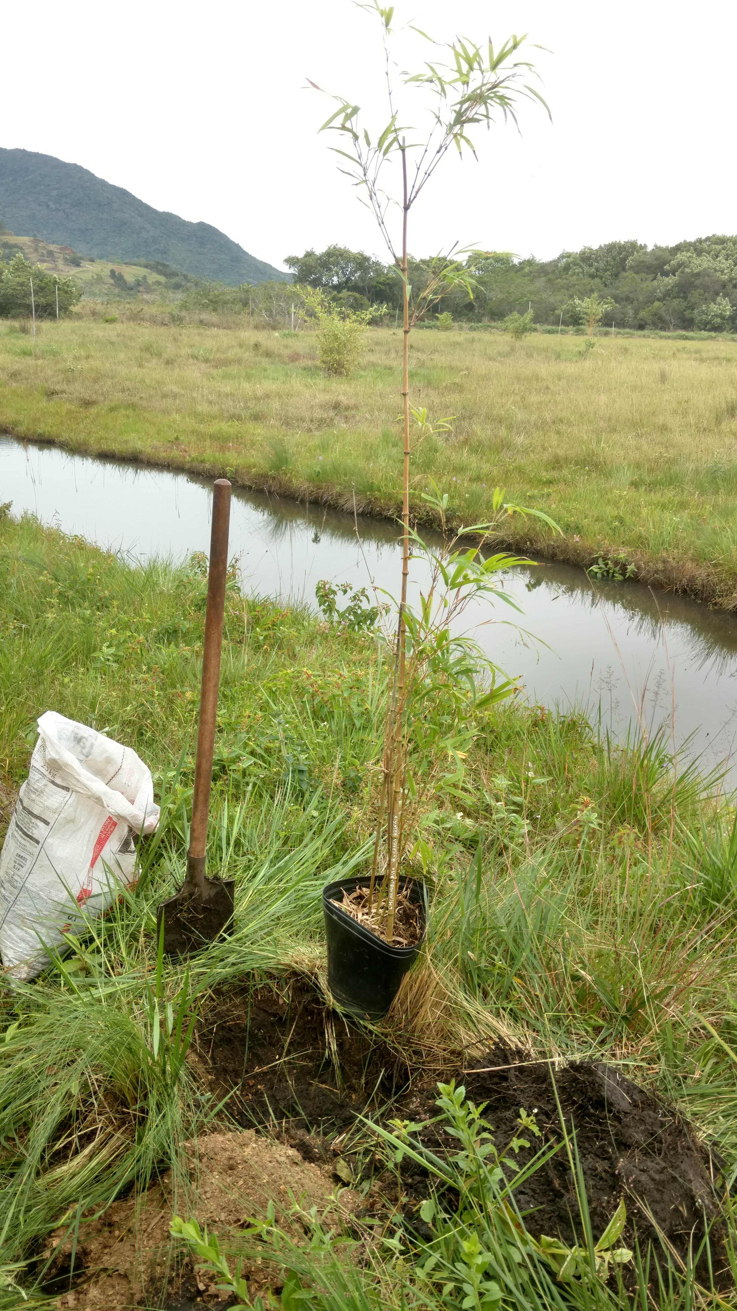 20171002 Fazenda plantio bambus no bambuseto silvicultura (9) Chimonobambusa quadrangularis de Taquaras H8.jpg