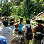 20171028 Permacultura Vargem Grande Visita projeto final Ecovila São José (16) plantas de lavoura ecologia cultivada.jpg