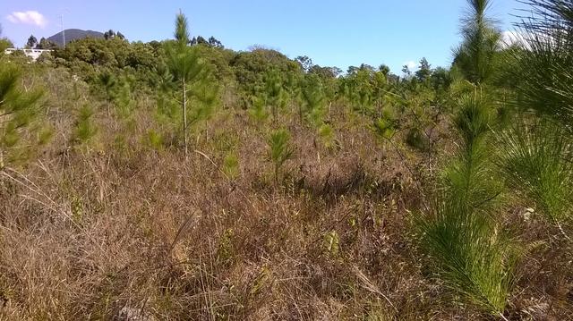 20160909 Fazenda rebrote de pinus espontâneo em áreas (2).jpg
