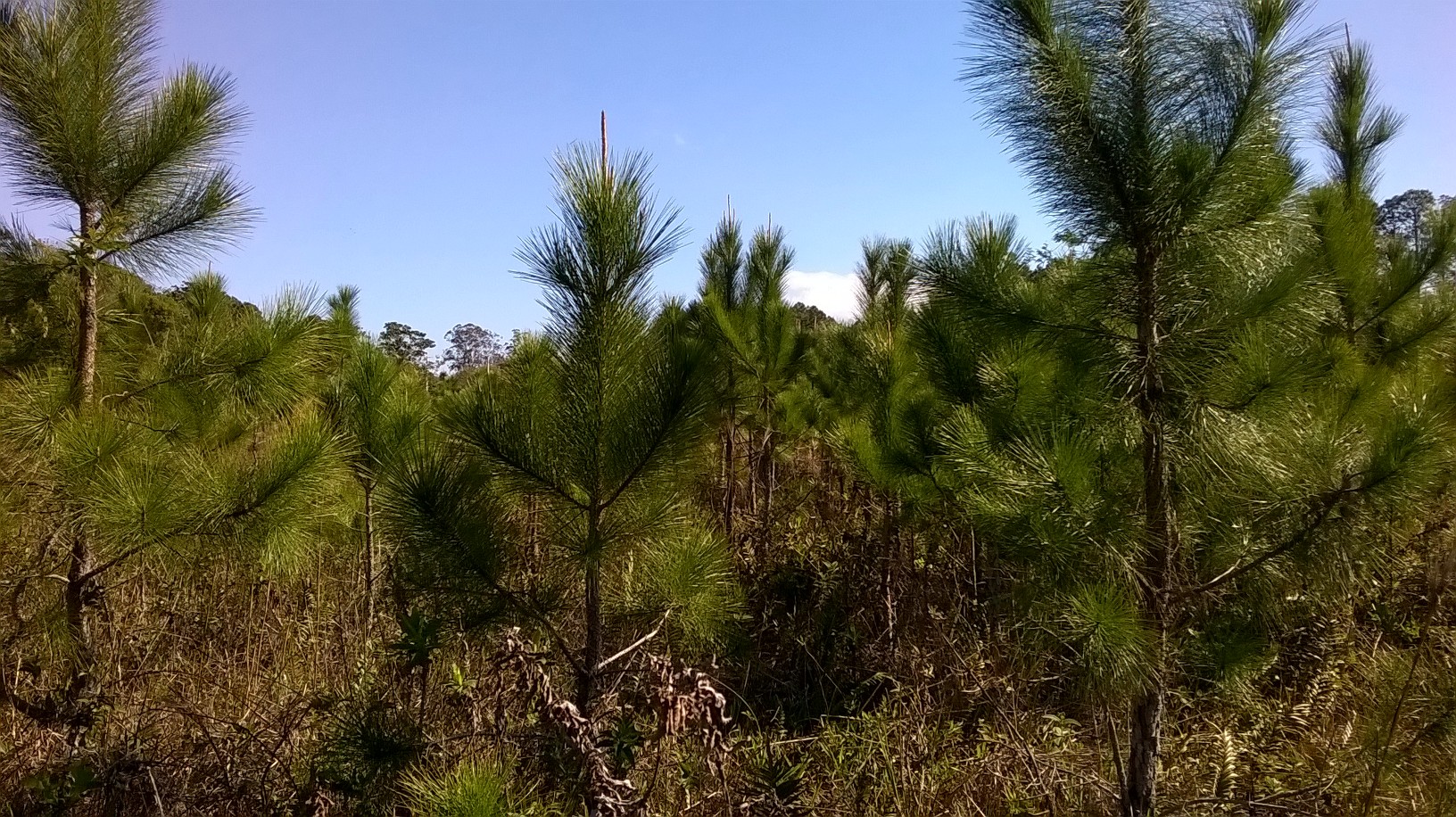 20160909 Fazenda rebrote de pinus espontâneo em áreas (5).jpg