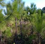 20160909 Fazenda rebrote de pinus espontâneo em áreas (6).jpg