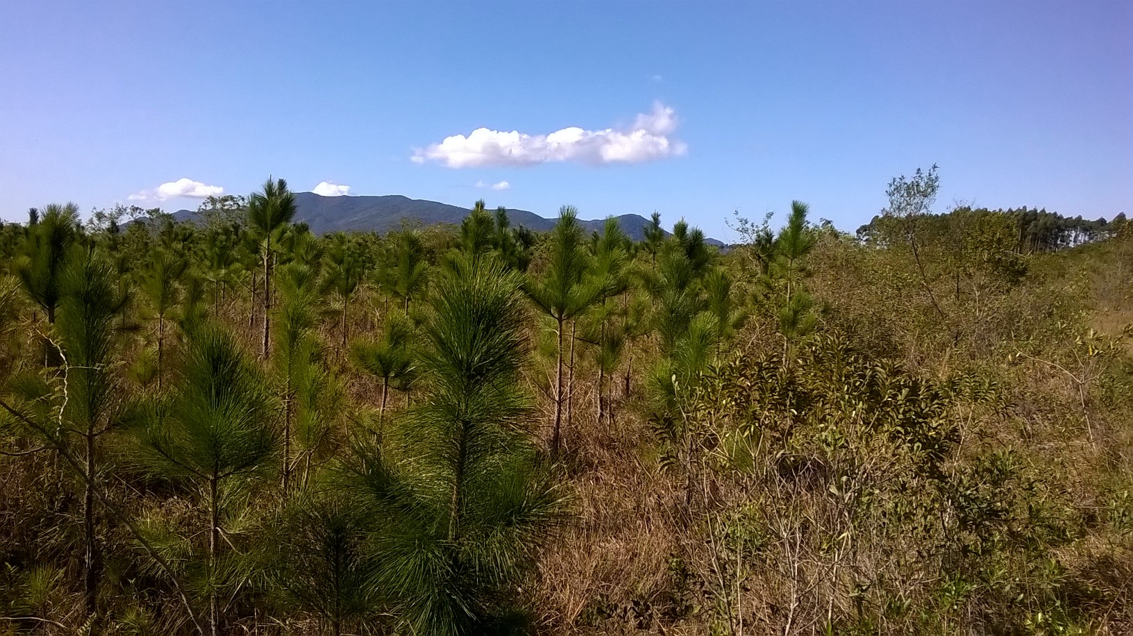 20160909 Fazenda rebrote de pinus espontâneo em áreas (8).jpg