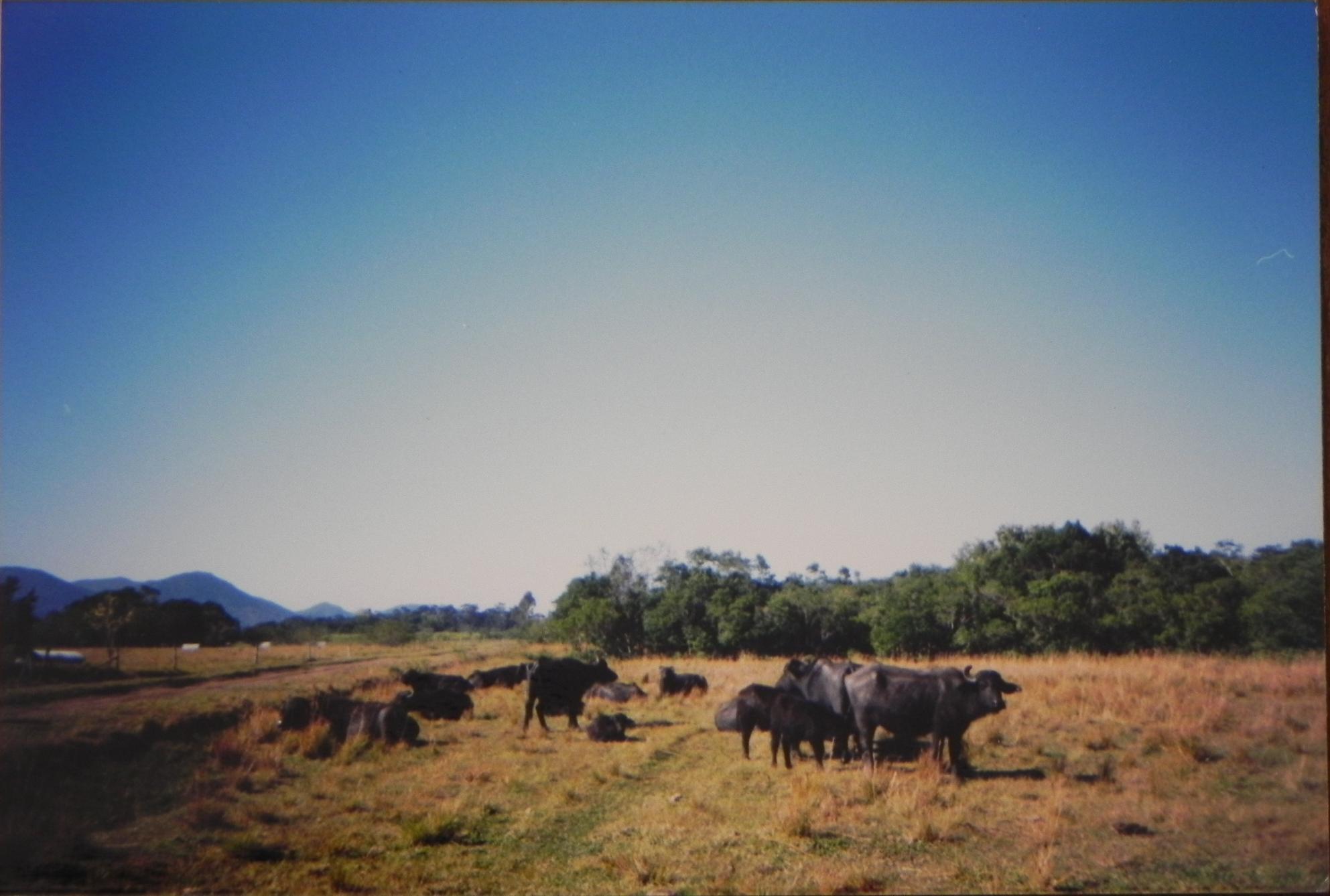 2000 Bufalos no local do cercado do mauricio.jpg