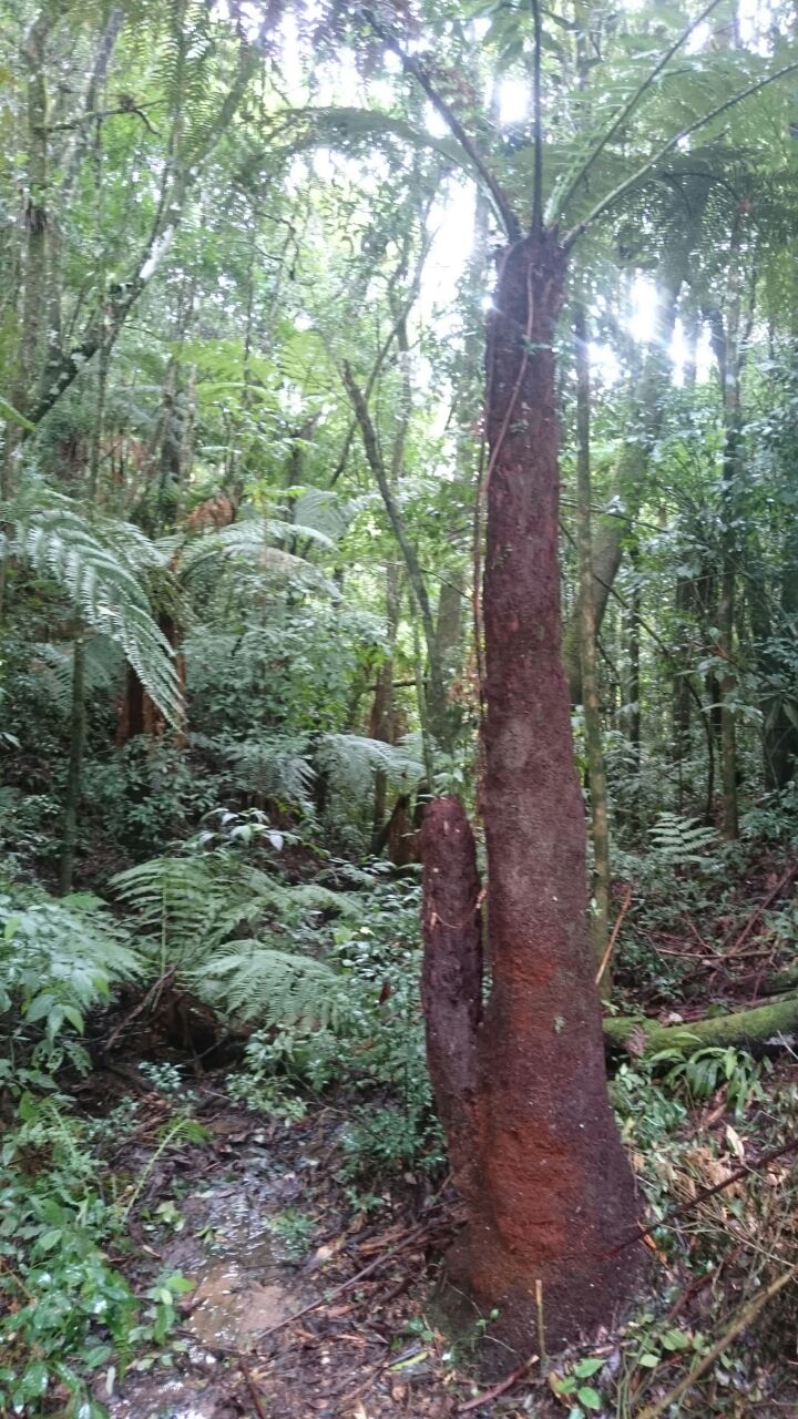 20180325 Permacultura Rancho Queimado sítio Manuela (36)