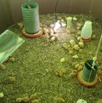 20171031 Fazenda avicultura nova leva de pintainhas postura galinhas (2).jpg