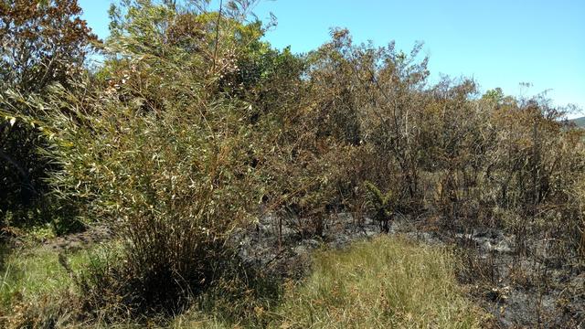 20171101 Fazenda após incêndio no Bambuseto fogo (7) Guadua angustifolia.jpg