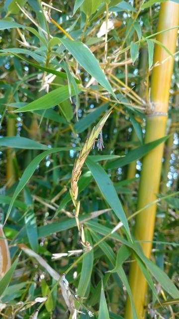 20171101 Fazenda Florada Bambusa tuldoides Bambu (1).jpg