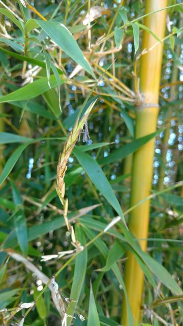 20171101 Fazenda Florada Bambusa tuldoides Bambu (2).jpg