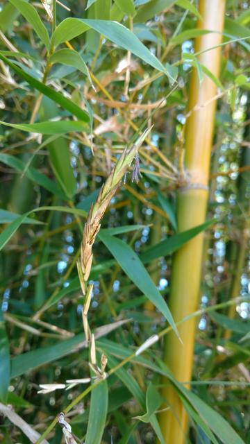 20171101 Fazenda Florada Bambusa tuldoides Bambu (3).jpg