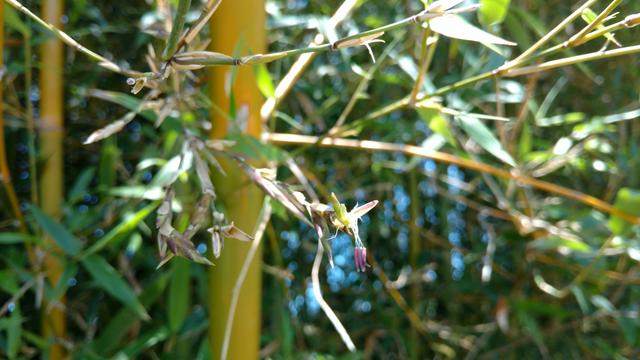 20171101 Fazenda Florada Bambusa tuldoides Bambu (4).jpg