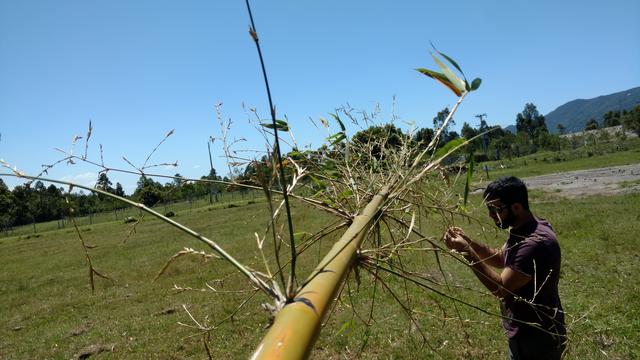 20171101 Fazenda Florada Bambusa tuldoides Bambu (6).jpg