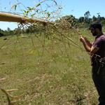 20171101 Fazenda Florada Bambusa tuldoides Bambu (5).jpg