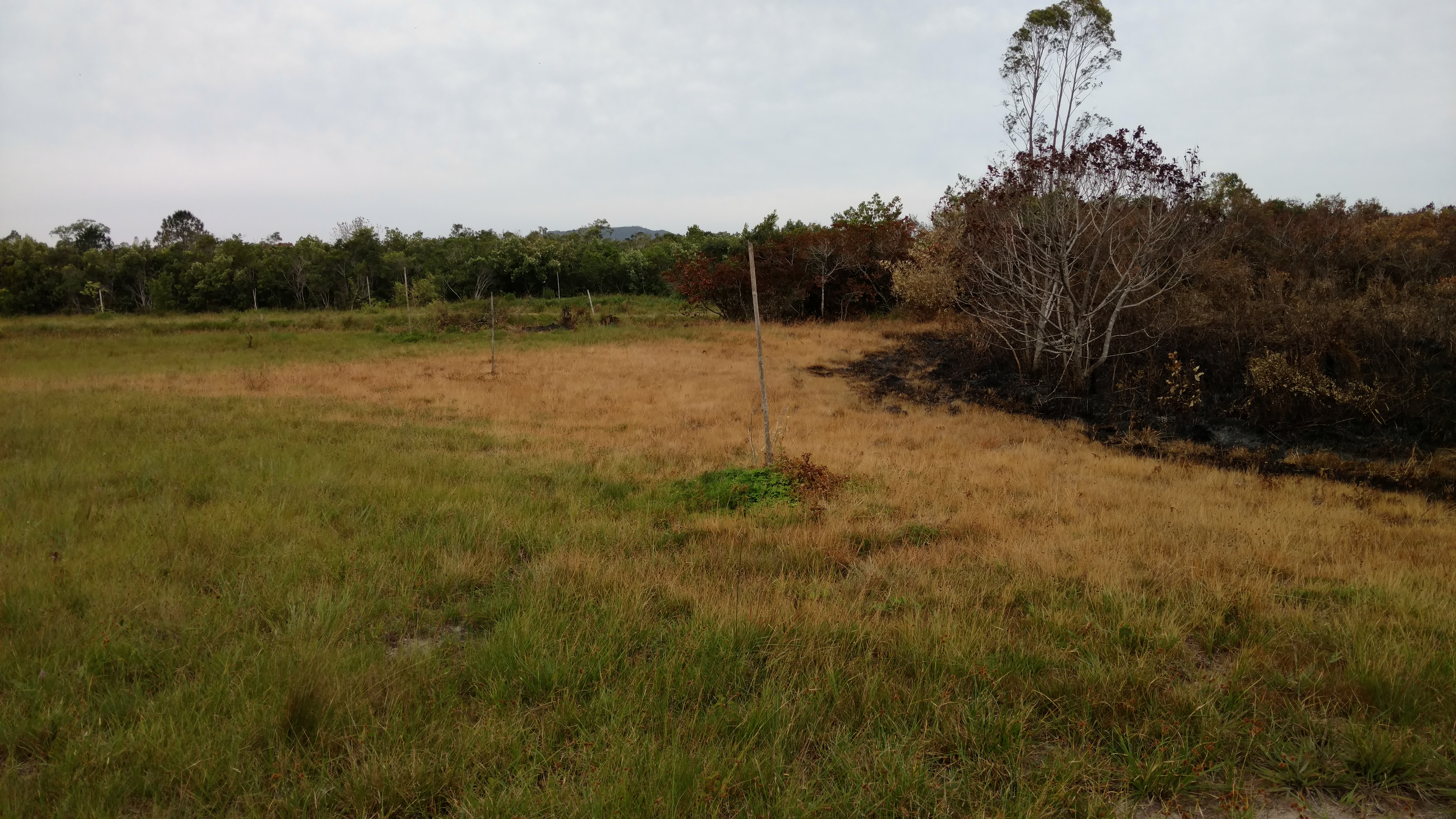 20171103 Fazenda após incêndio no Bambuseto fogo (1).jpg