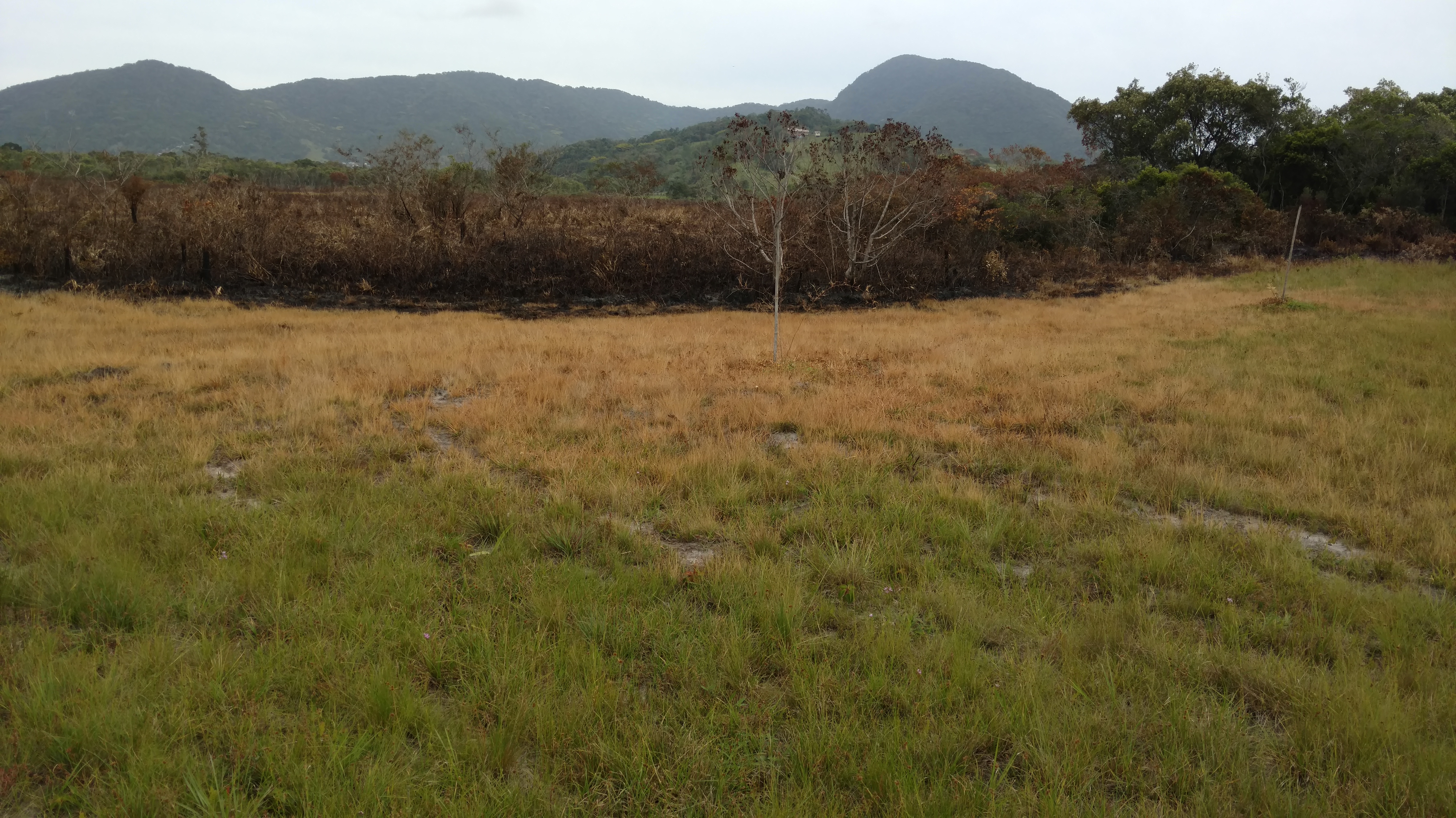 20171103 Fazenda após incêndio no Bambuseto fogo (2).jpg
