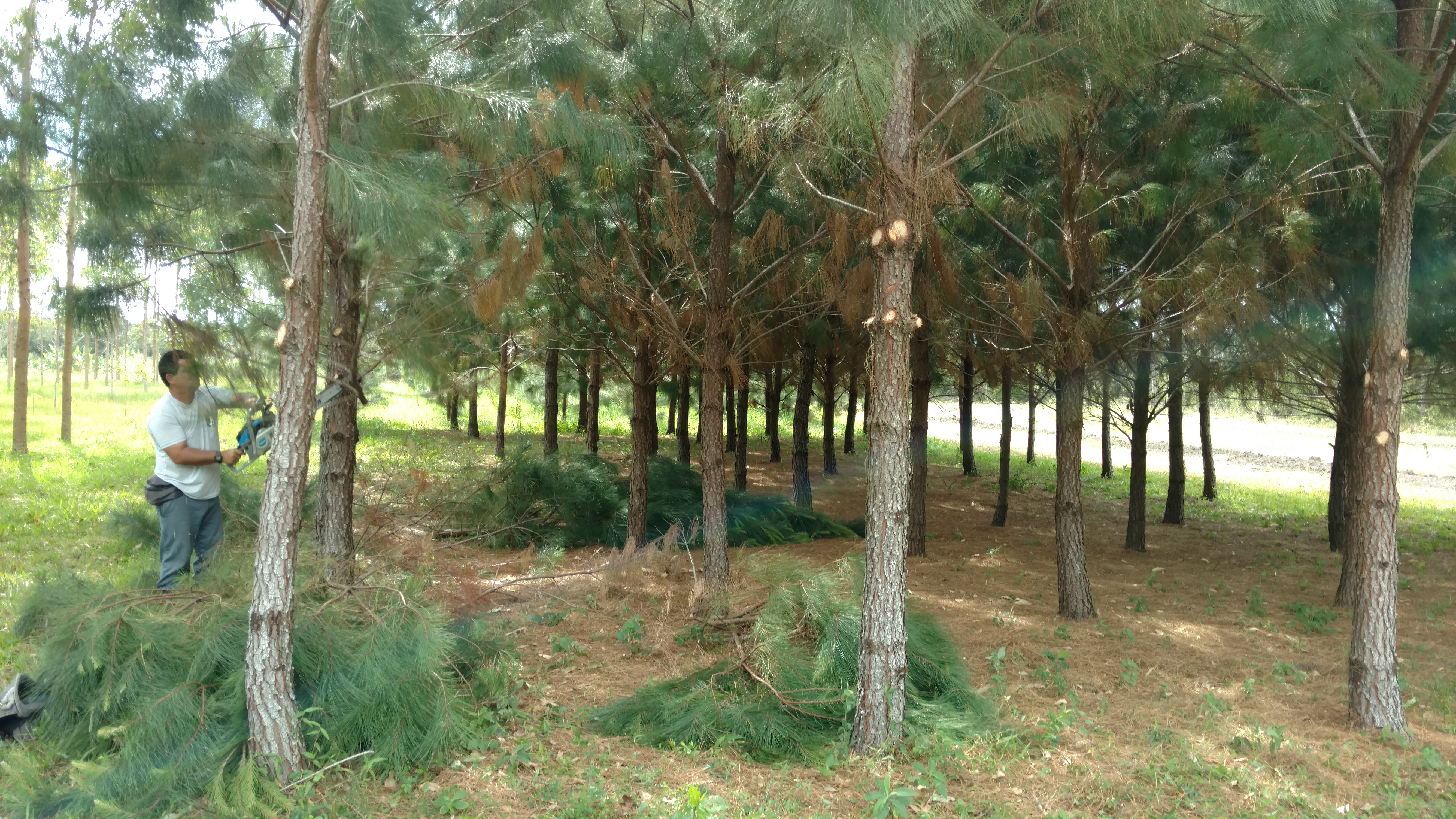 20171103 Fazenda Desrama pinus silvicultura (1).jpg