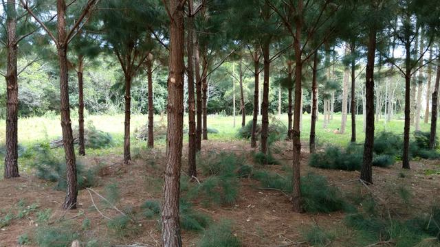 20171103 Fazenda Desrama pinus silvicultura (4).jpg