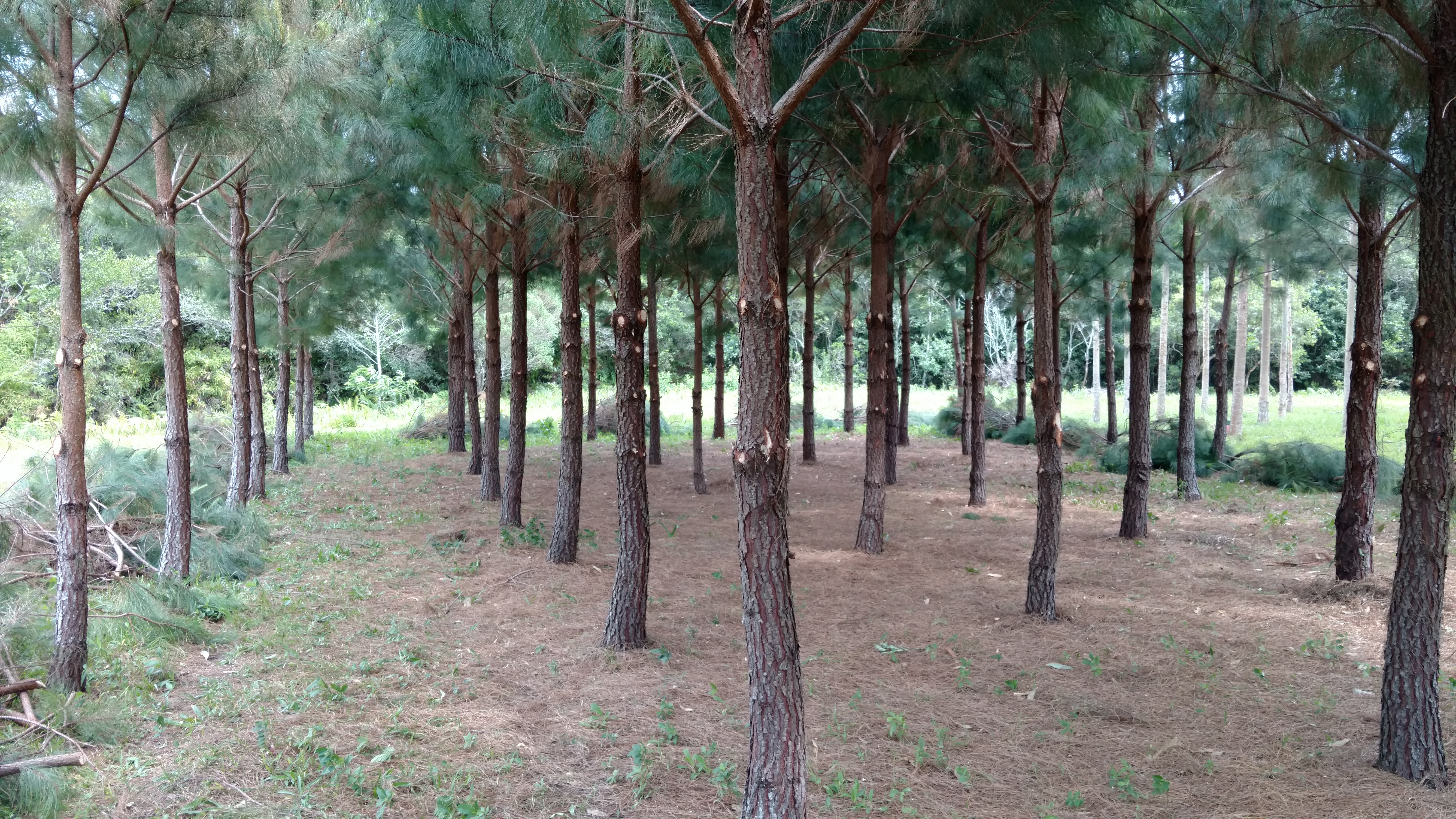 20171103 Fazenda Desrama pinus silvicultura (5).jpg
