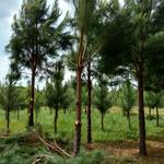 20171103 Fazenda Desrama pinus silvicultura (8).jpg