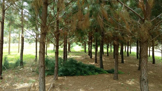 20171103 Fazenda Desrama pinus silvicultura (2).jpg