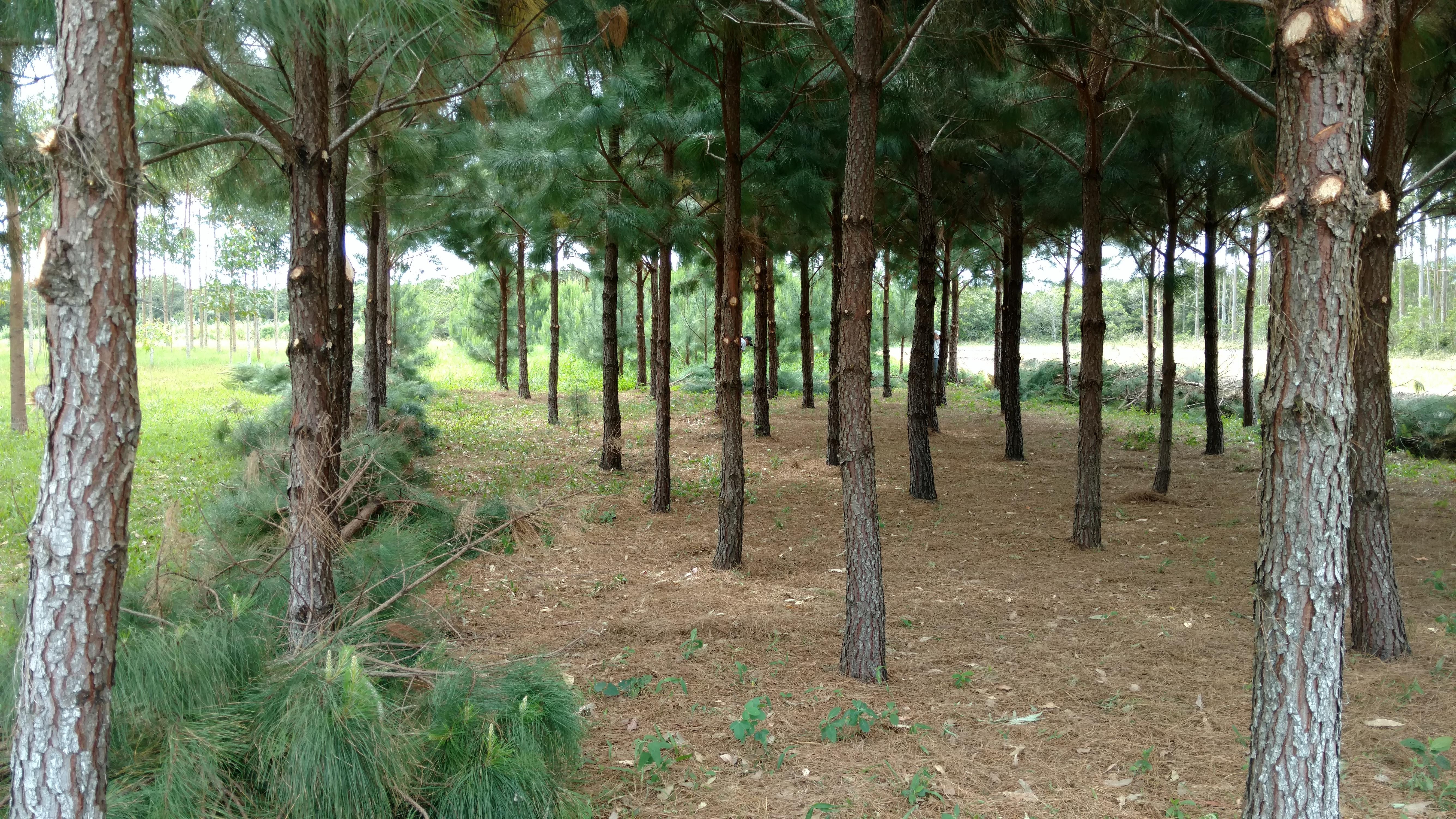20171103 Fazenda Desrama pinus silvicultura (7).jpg