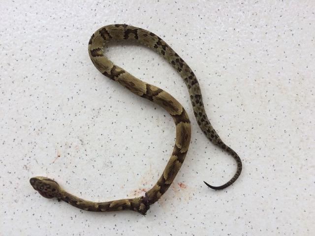 20171107 Fazenda cobra serpente herpetofauna jararaca encontrada em experimento.jpg