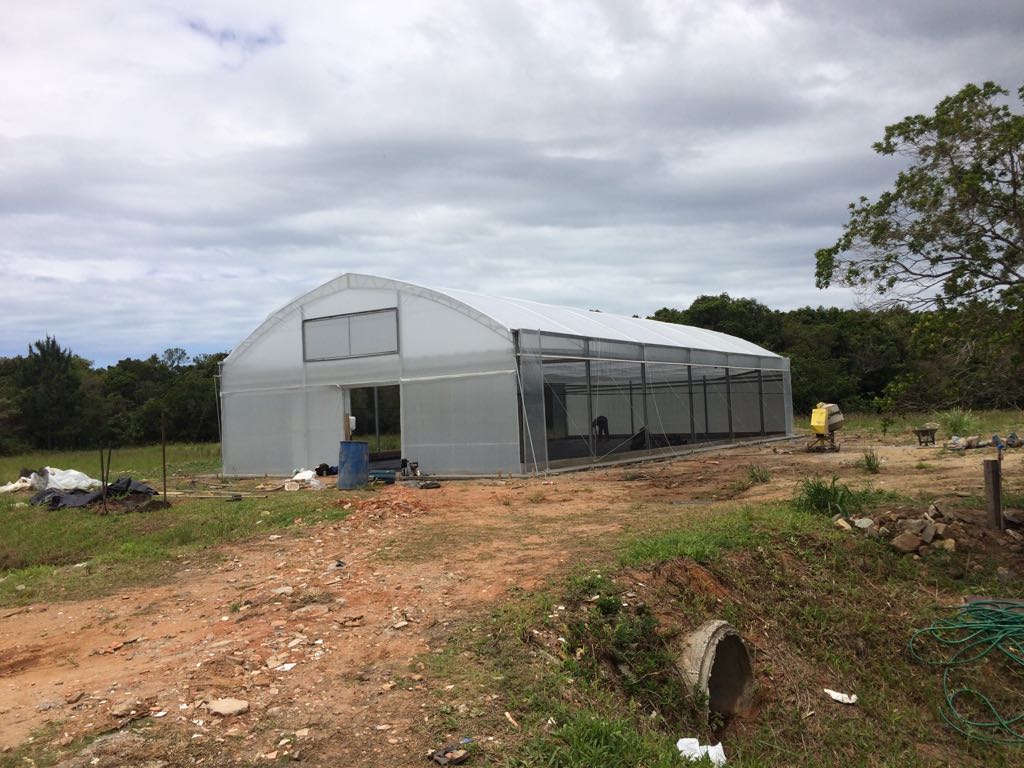 20171107 Fazenda Construção instalação Estufa Fitotecnia Guerra projeto bambu.jpg
