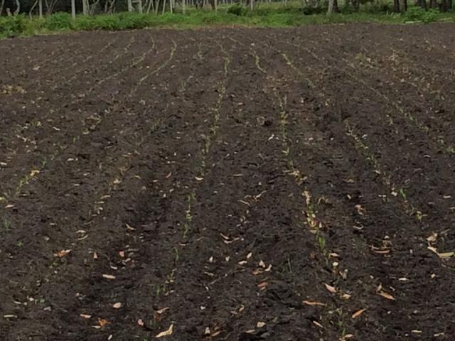 20171107 Fazenda Milho para silagem germinando (2) Área Agroecologia velha.jpg