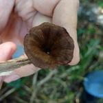 20171111 Grupo de estudos de cogumelos UFSC Urupê Micológicos Trilha Lagoa do Peri  - Lentinus panus, marrom, não tóxico mas dur