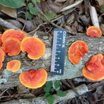 20171111 Grupo de estudos de cogumelos UFSC Urupê Micológicos Trilha Lagoa do Peri  - Pycnoporus sanguineus, vermelho laranjado,