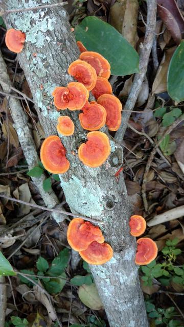 20171111 Grupo de estudos de cogumelos UFSC Urupê Micológicos Trilha Lagoa do Peri  - Pycnoporus sanguineus, vermelho laranjado,