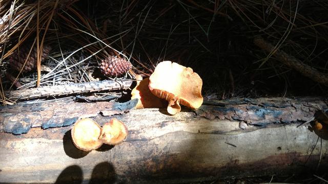 20171111 Grupo de estudos de cogumelos UFSC Urupê Micológicos Trilha Lagoa do Peri - Gymnopillus sp, Venenoso, Num pinus (1).jpg