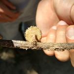 20171111 Grupo de estudos de cogumelos UFSC Urupê Micológicos Trilha Lagoa do Peri - Lentinus sp, comestível quando muito novo, 