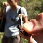 20171111 Grupo de estudos de cogumelos UFSC Urupê Micológicos Trilha Lagoa do Peri - Mycena (na mão do Fausto), muito pequenos, 