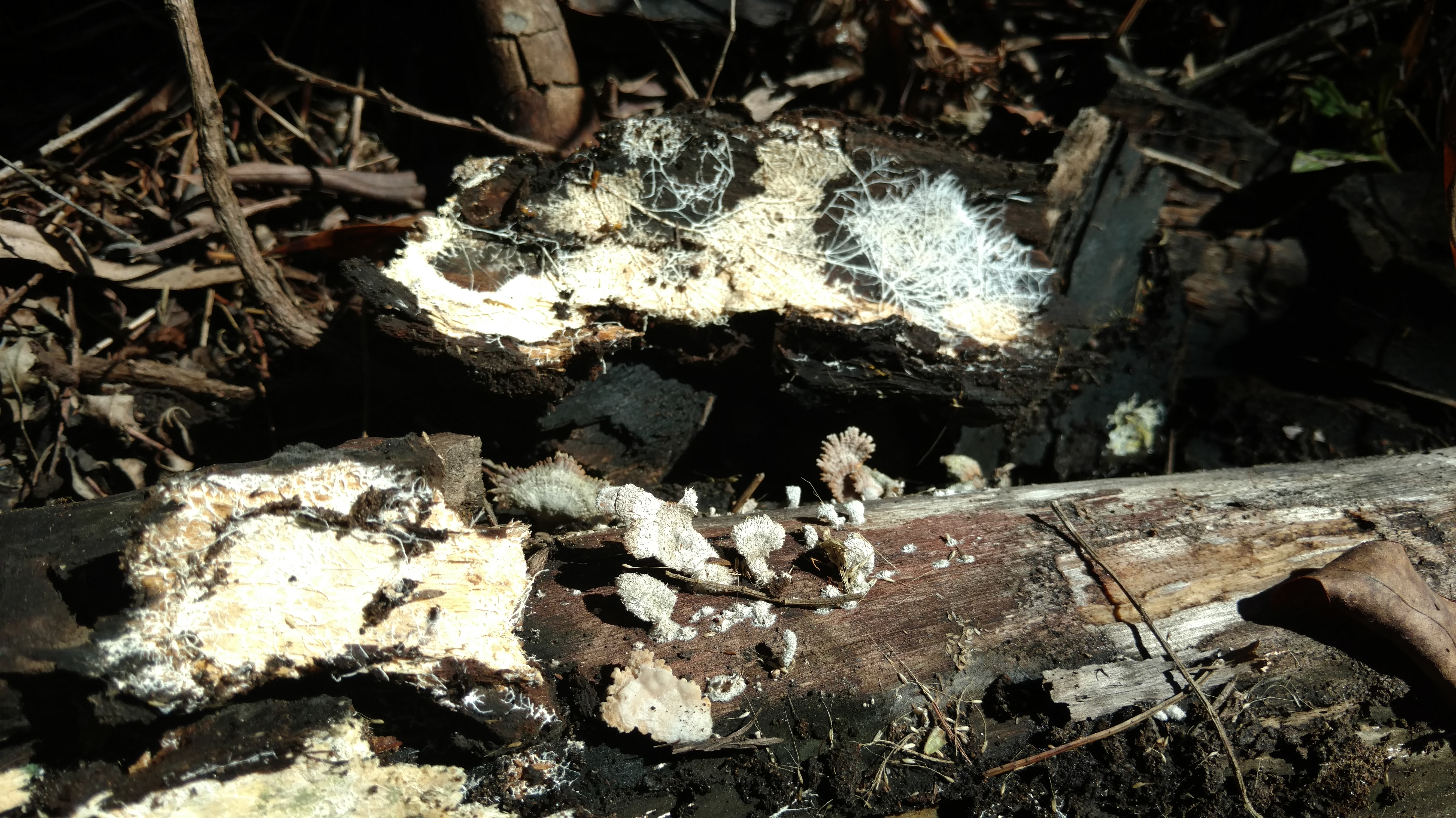 20171111 Grupo de estudos de cogumelos UFSC Urupê Micológicos Trilha Lagoa do Peri - Schisofilus comunis, foto com os rizomiceli