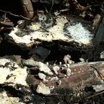 20171111 Grupo de estudos de cogumelos UFSC Urupê Micológicos Trilha Lagoa do Peri - Schisofilus comunis, foto com os rizomiceli