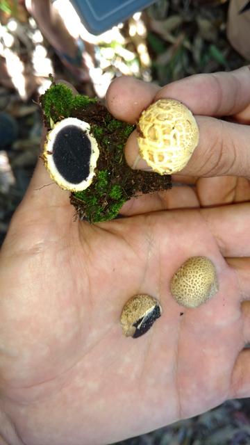 20171111 Grupo de estudos de cogumelos UFSC Urupê Micológicos Trilha Lagoa do Peri - Scleroderma citrinus, Preto, jovem (4).jpg