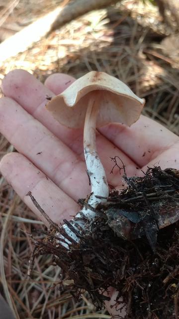 20171111 Grupo de estudos de cogumelos UFSC Urupê Micológicos Trilha Lagoa do Peri - tvz Entoloma sp (3).jpg