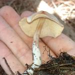 20171111 Grupo de estudos de cogumelos UFSC Urupê Micológicos Trilha Lagoa do Peri - tvz Entoloma sp (4).jpg