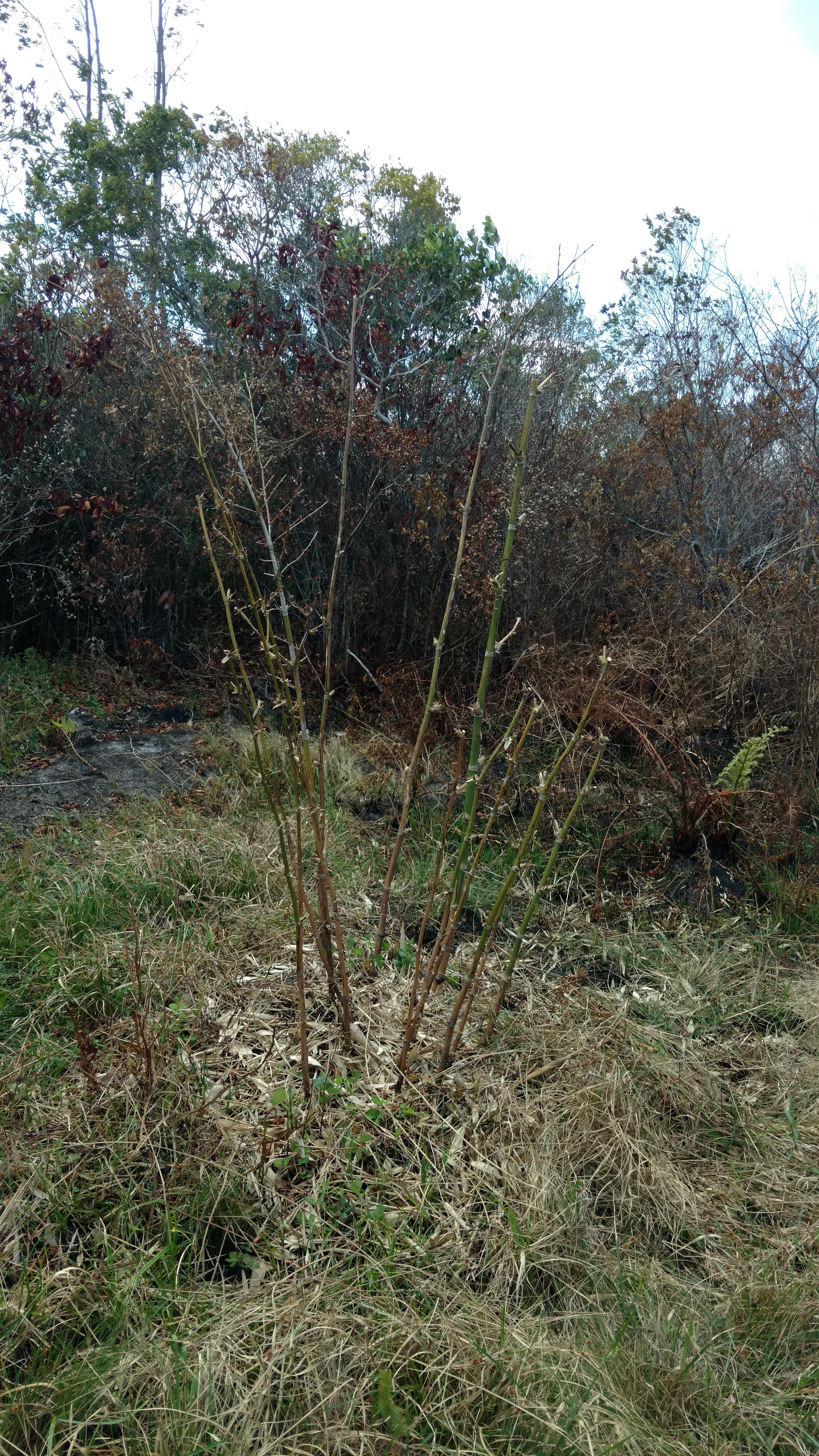 20171122 Fazenda Bambu Guadua angustifolia após poda e raleio após queimada incêndio para rebrote (3).jpg