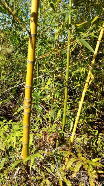 20171128 Fazenda bambu cana-da-índia Phyllostachys aurea (2).jpg