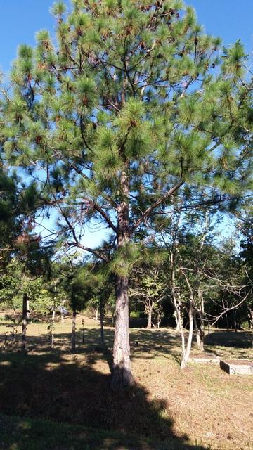 20180423 Fazenda Pinus a ser cortado ao lado das videiras.jpeg