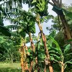 20180427 Fazenda Fruticultura pomar bananal.jpg
