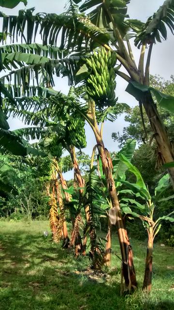 20180427 Fazenda Fruticultura pomar bananal.jpg