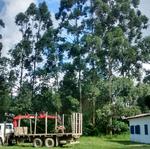 20180507 Fazenda Corte de eucaliptos leiloados silvicultura (4).jpg