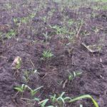 20180511 Fazenda germinação ervilhaca culturas de inverno cobertura adubação verde.jpeg