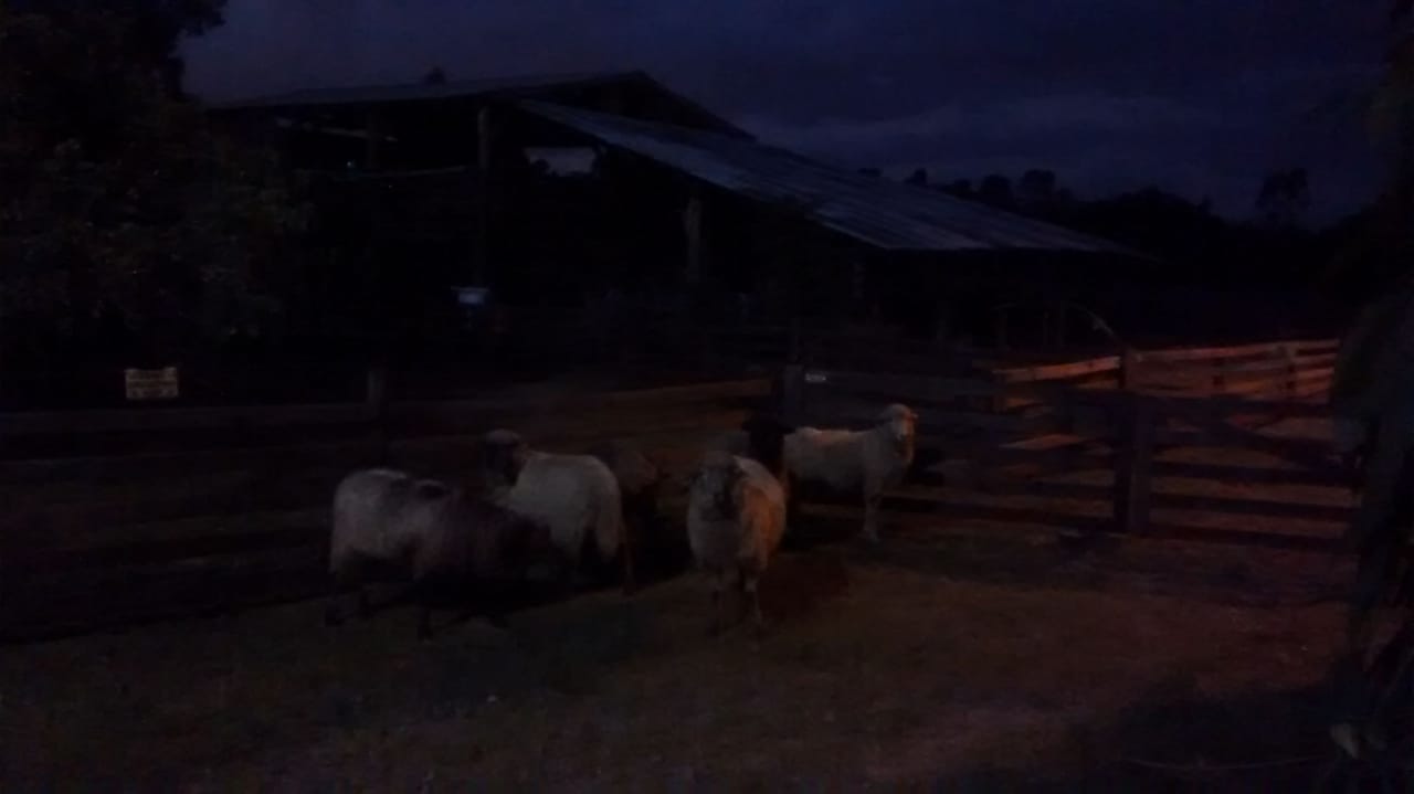 20180514 Fazenda Ovelhas na estrada da ovinocultura.jpeg