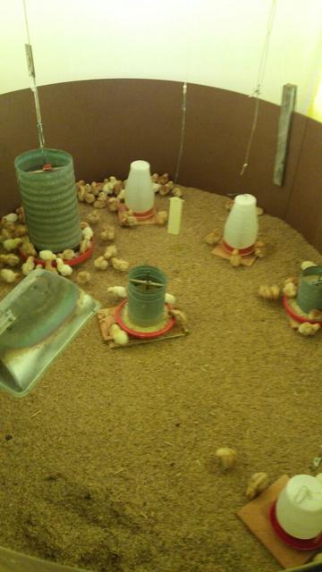 20171031 Fazenda avicultura nova leva de pintainhas postura galinhas (1).jpg