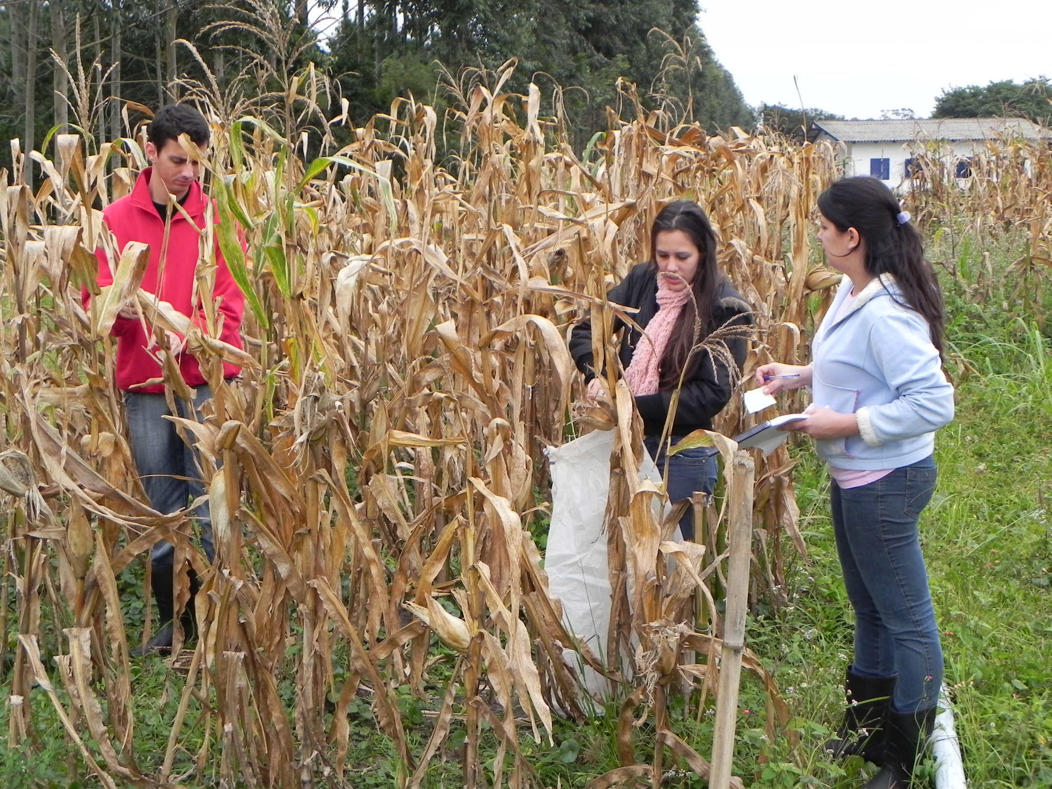 20100709 Fazenda colheita milho juliana 001.jpg