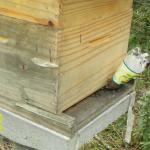 20100723 Fazenda alimentação apiário e bambuseto 004.jpg